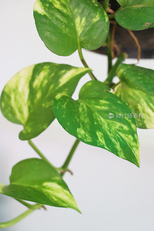 挂篮的特写图像，有盆栽，拖着，鬼葛(Epipremnum aureum)室内植物，郁郁葱葱，绿色和黄色，杂色心形叶子，重点在前景